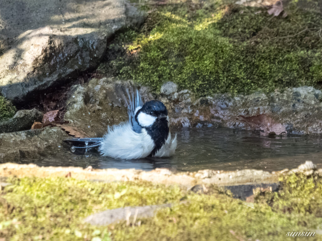都内の公園の水場 シジュウカラ