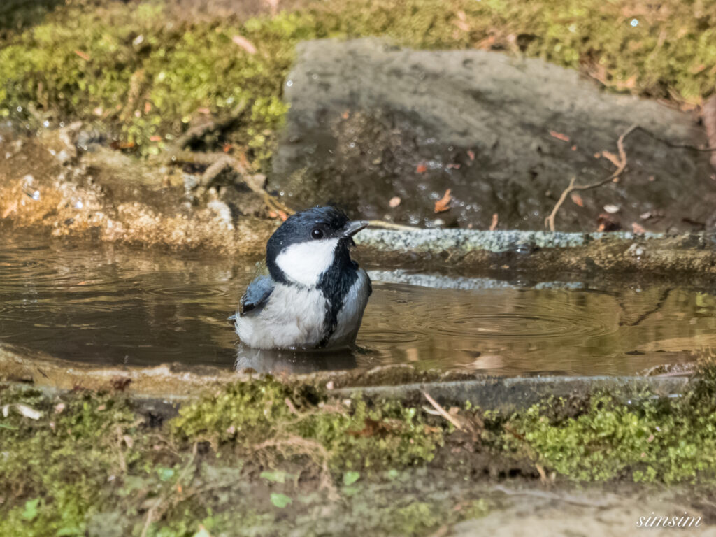 都内の公園の水場 シジュウカラ