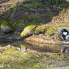 都内の公園の水場　シジュウカラ