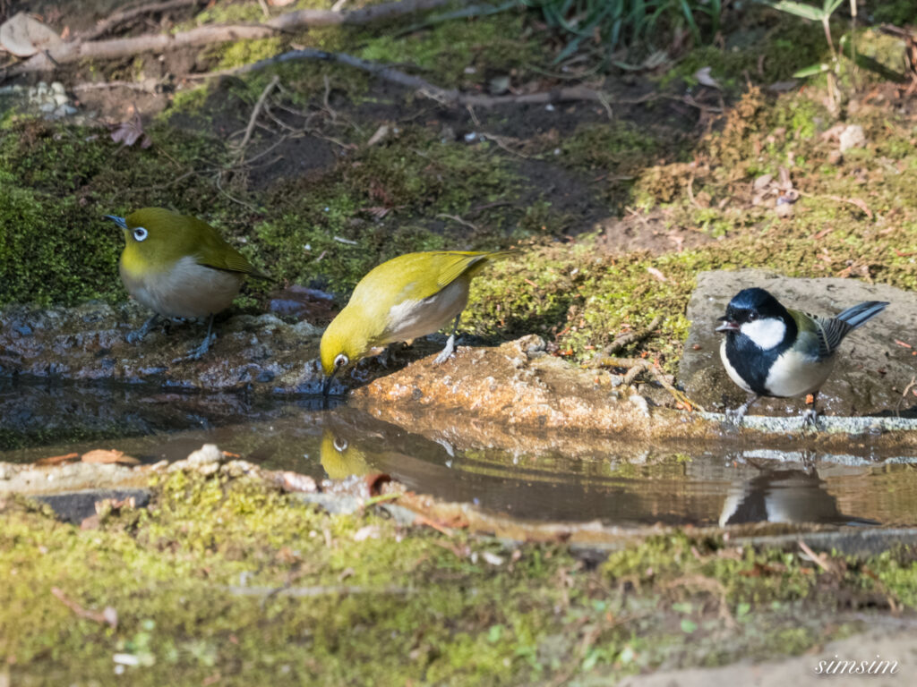 都内の公園の水場　シジュウカラ