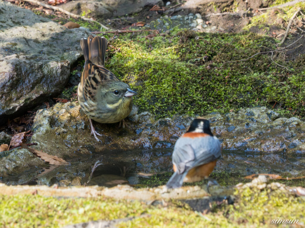 都内の公園の水場 アオジ