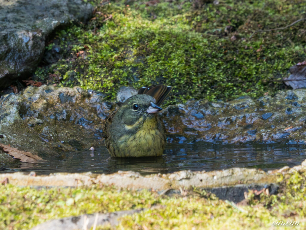 都内の公園の水場 アオジ