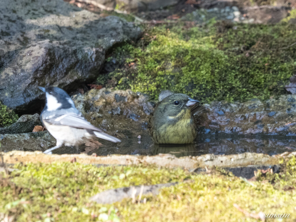 都内の公園の水場 アオジ