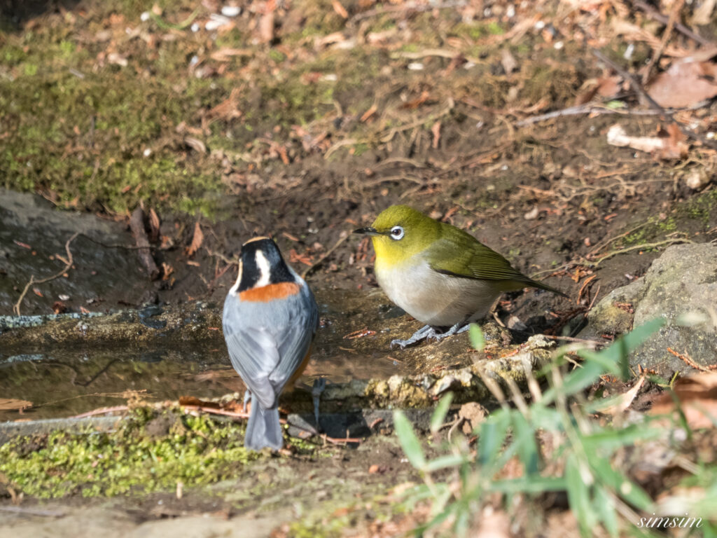 都内の公園の水場 メジロ