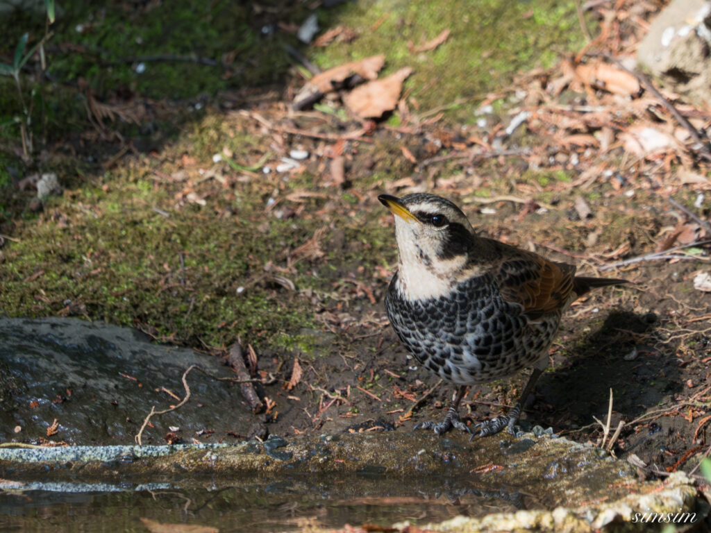 都内の公園の水場 ツグミ