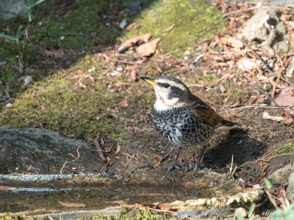 都内の公園の水場 ツグミ