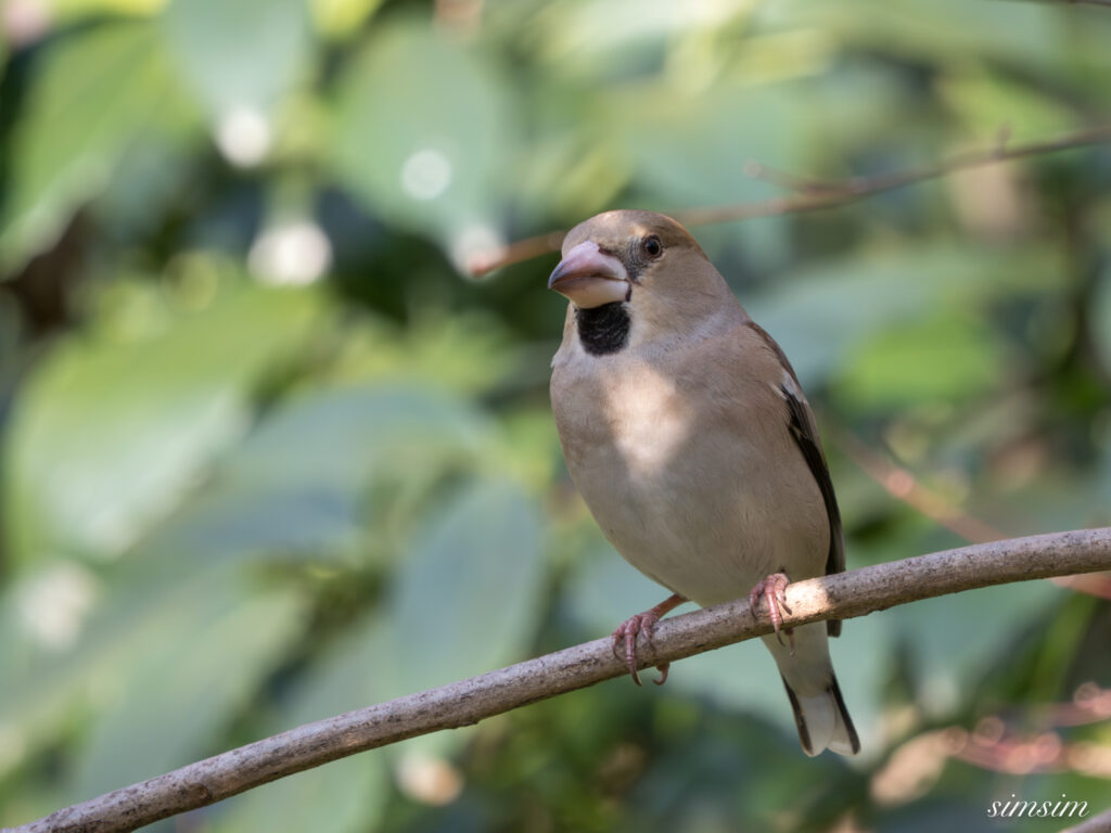 都内の公園の水場 シメ