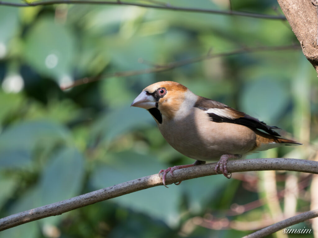 都内の公園の水場 シメ