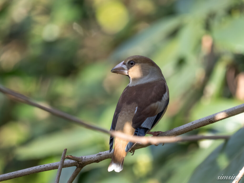 都内の公園の水場 シメ