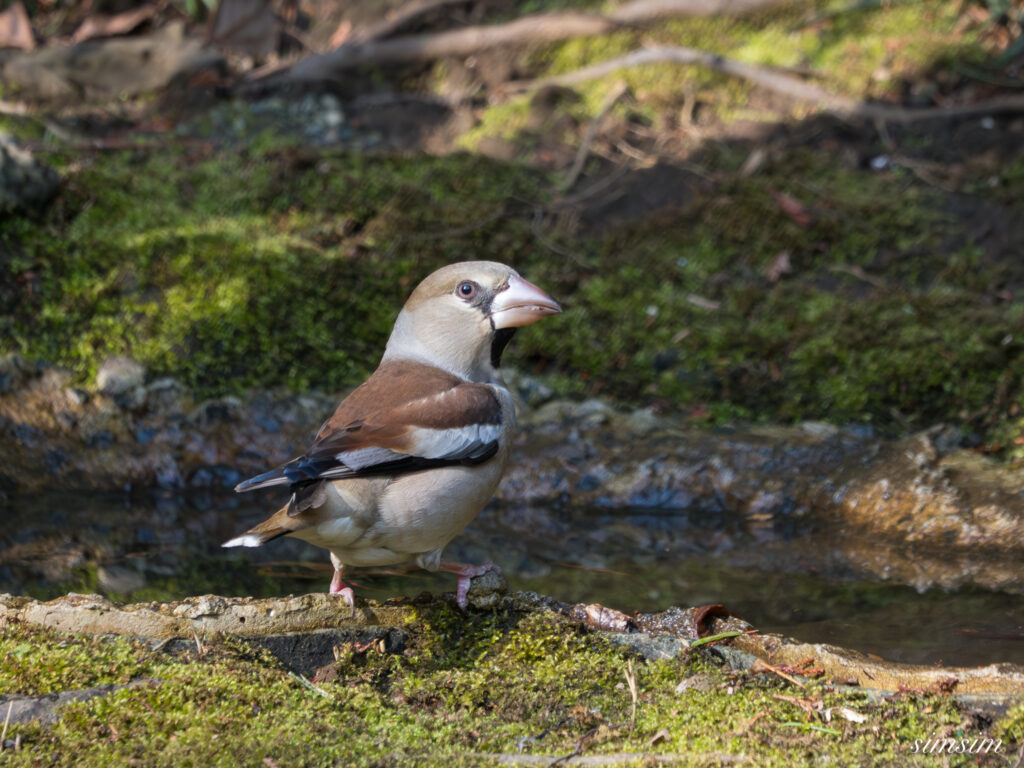 都内の公園の水場 シメ