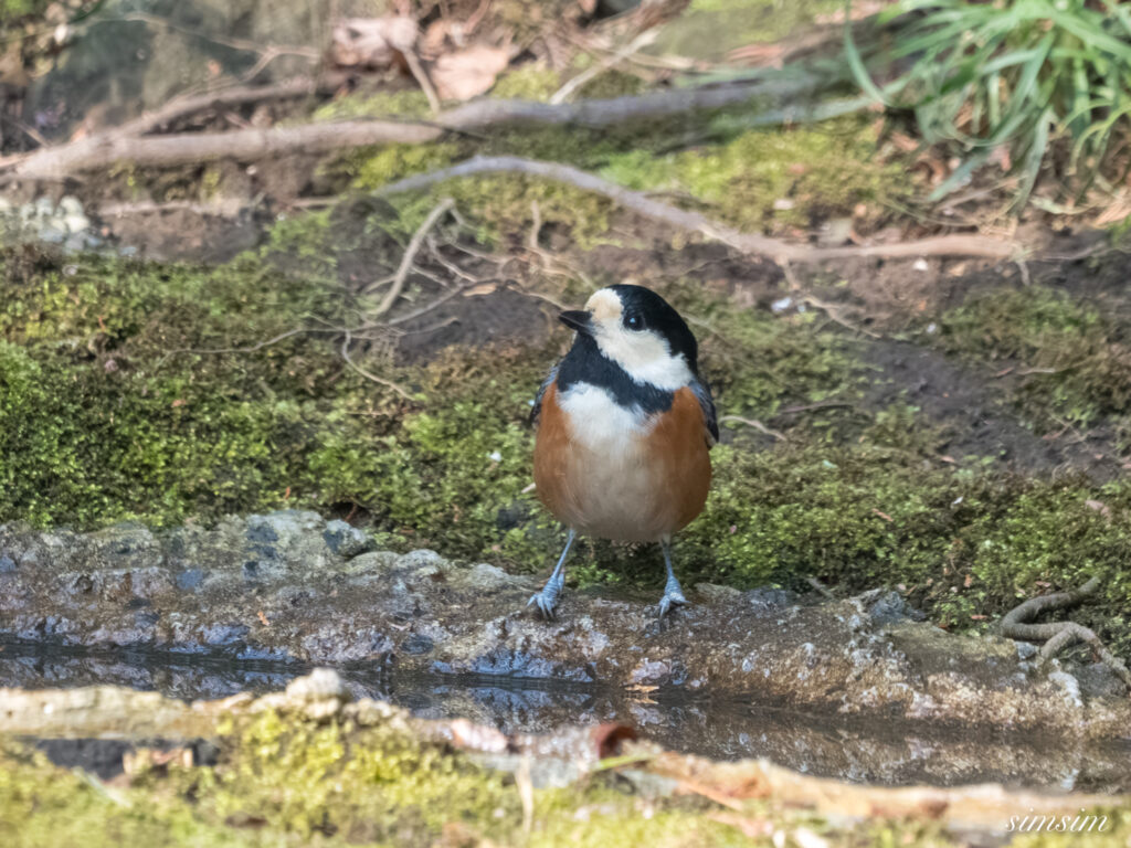 都内の公園の水場 ヤマガラ