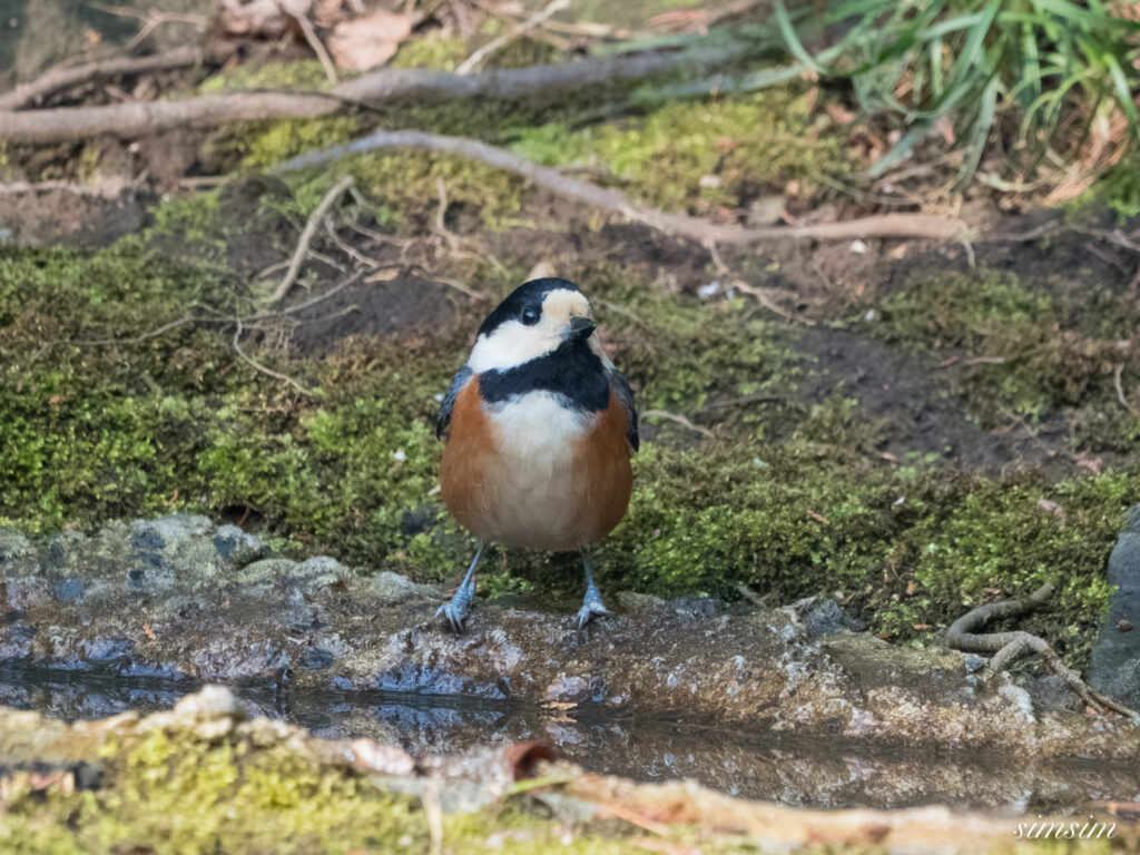 都内の公園の水場 ヤマガラ
