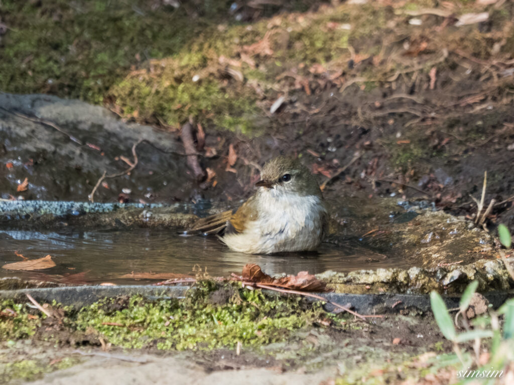 都内の公園の水場 ウグイス