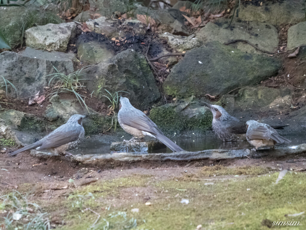 都内の公園の水場 ヒヨドリ