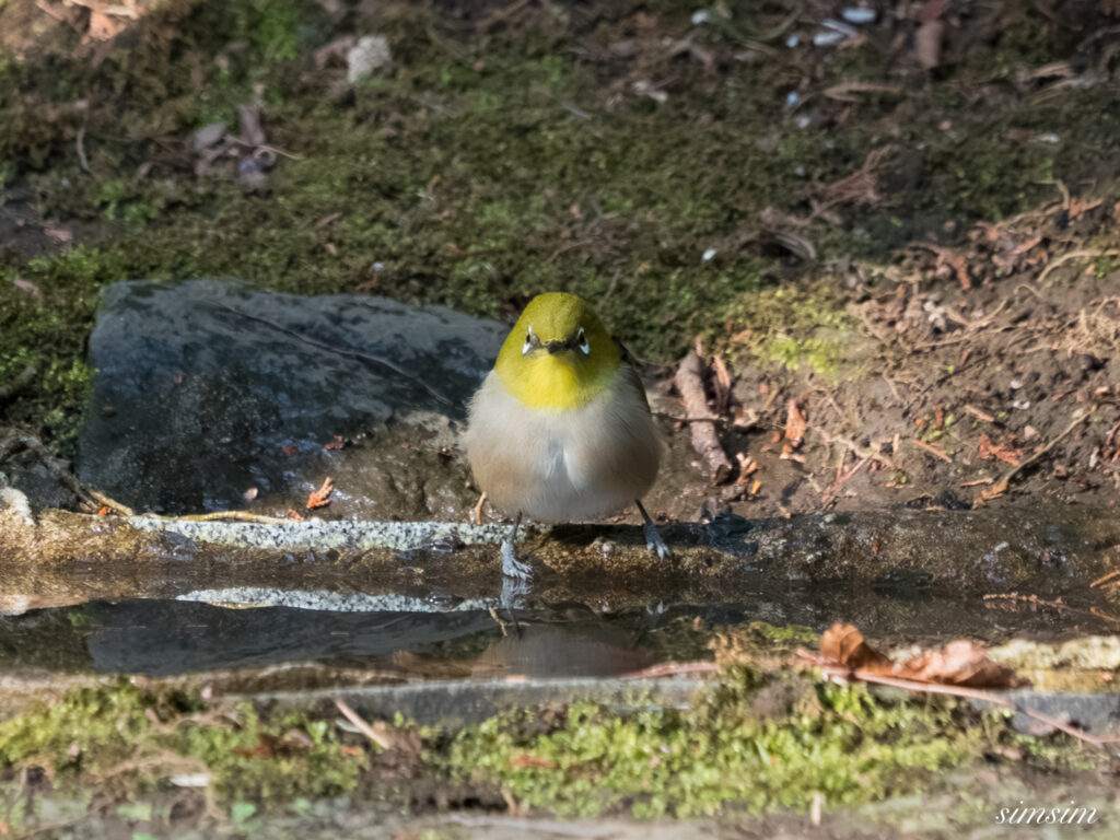 都内の公園の水場 メジロ