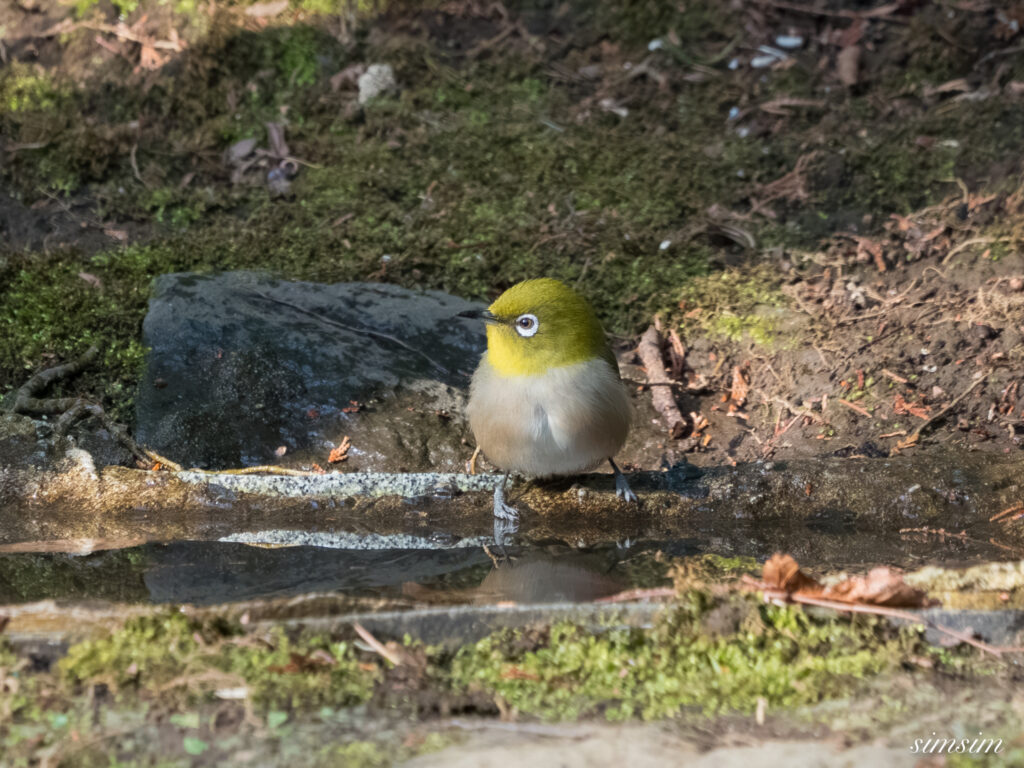 都内の公園の水場　メジロ