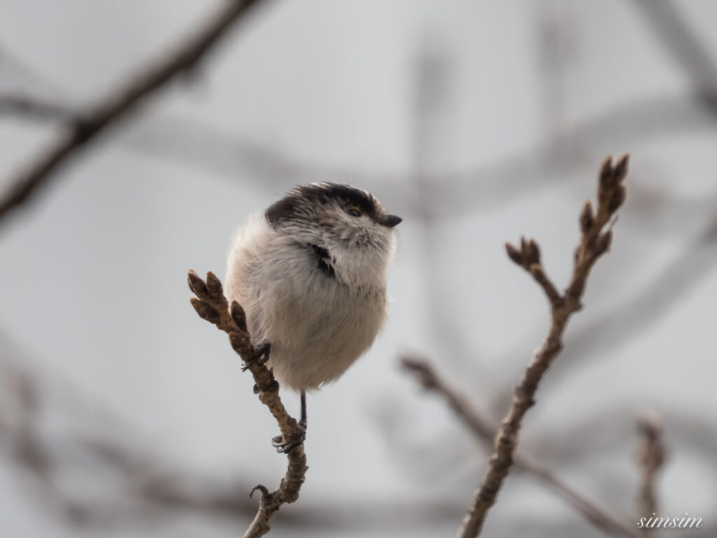 近所の公園 エナガ