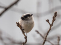 近所の公園　エナガ
