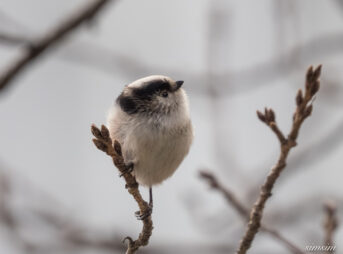 近所の公園　エナガ