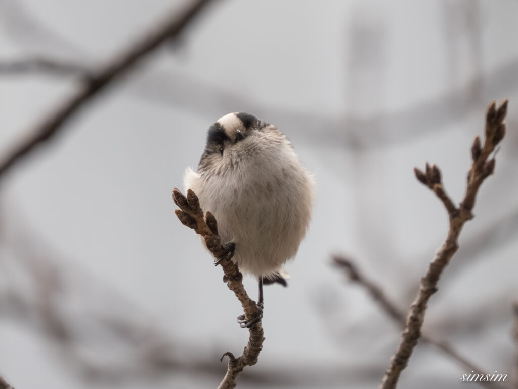 近所の公園 エナガ
