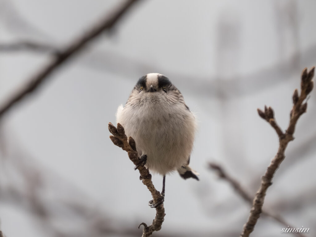 近所の公園 エナガ