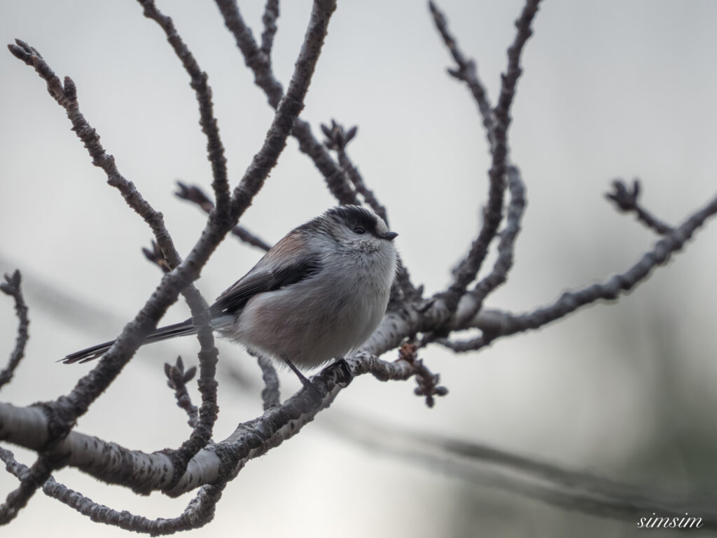 近所の公園 エナガ
