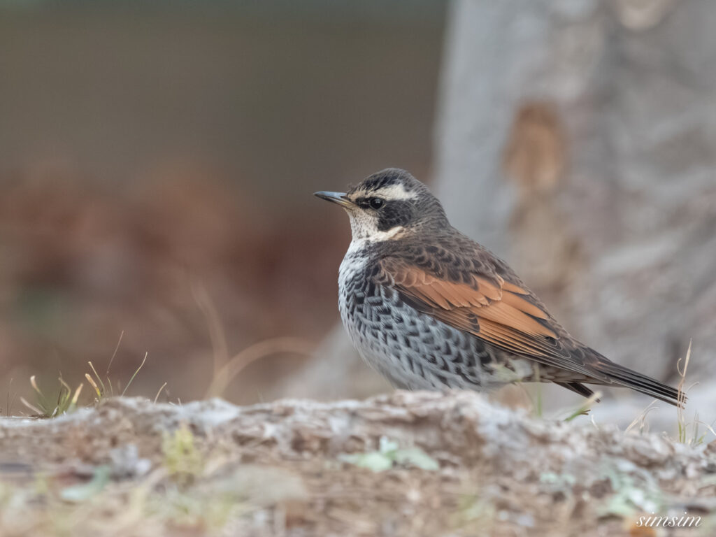 近所の公園 ツグミ