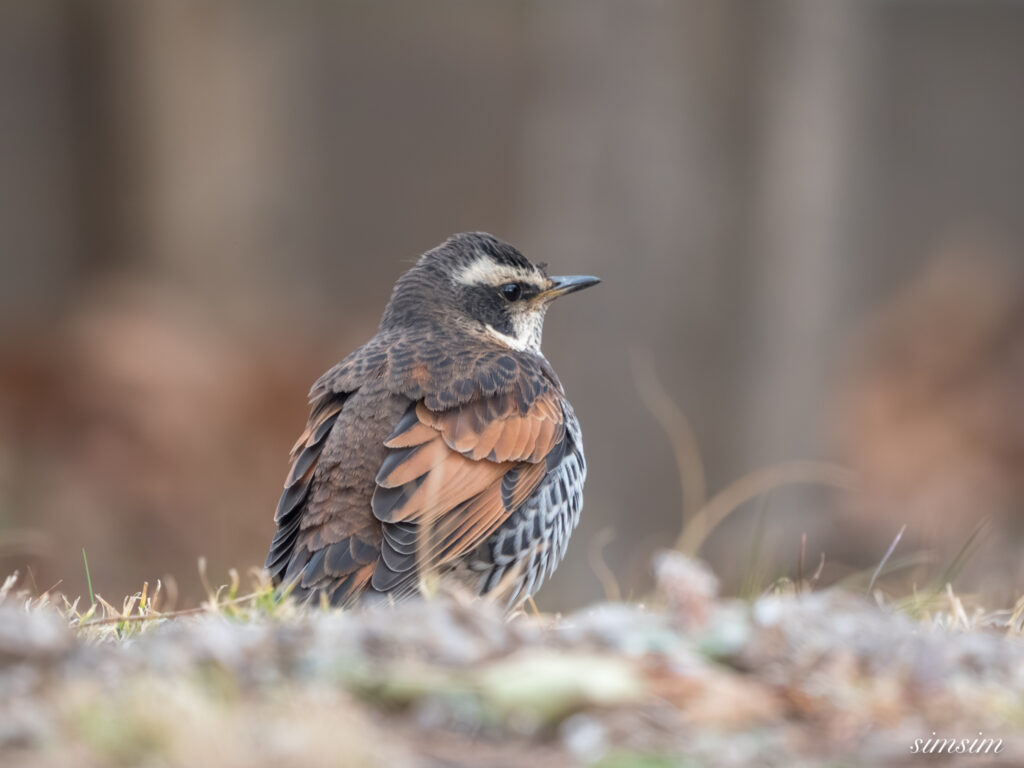 近所の公園 ツグミ