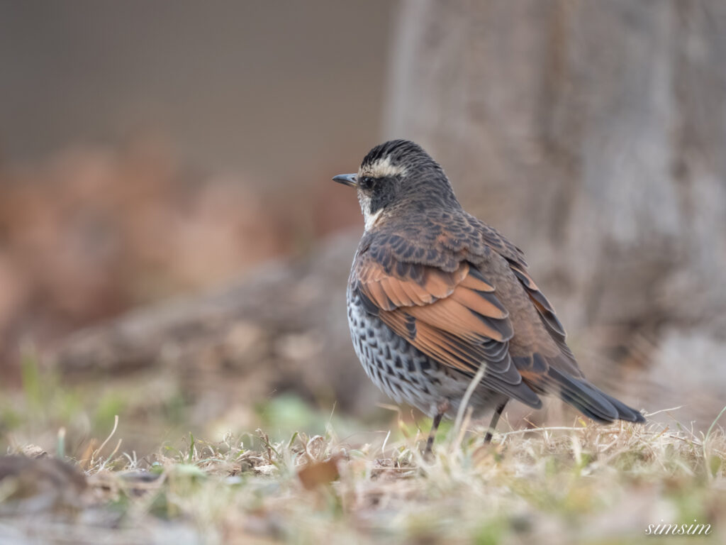 近所の公園 ツグミ