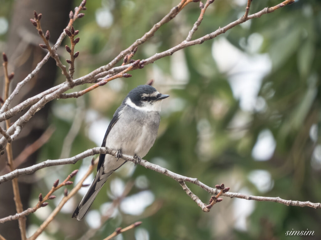 近所の公園 リュウキュウサンショウクイ