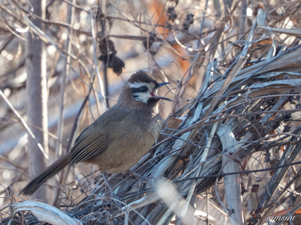 栃木　カオジロガビチョウ