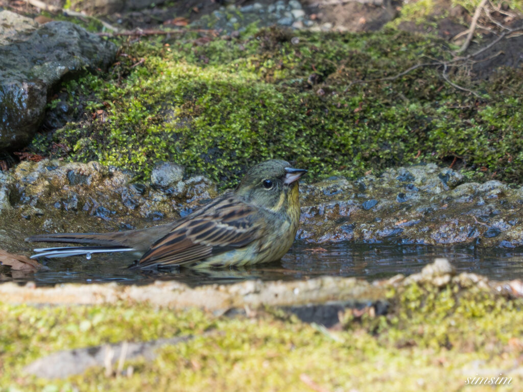 都内の公園の水場　アオジ