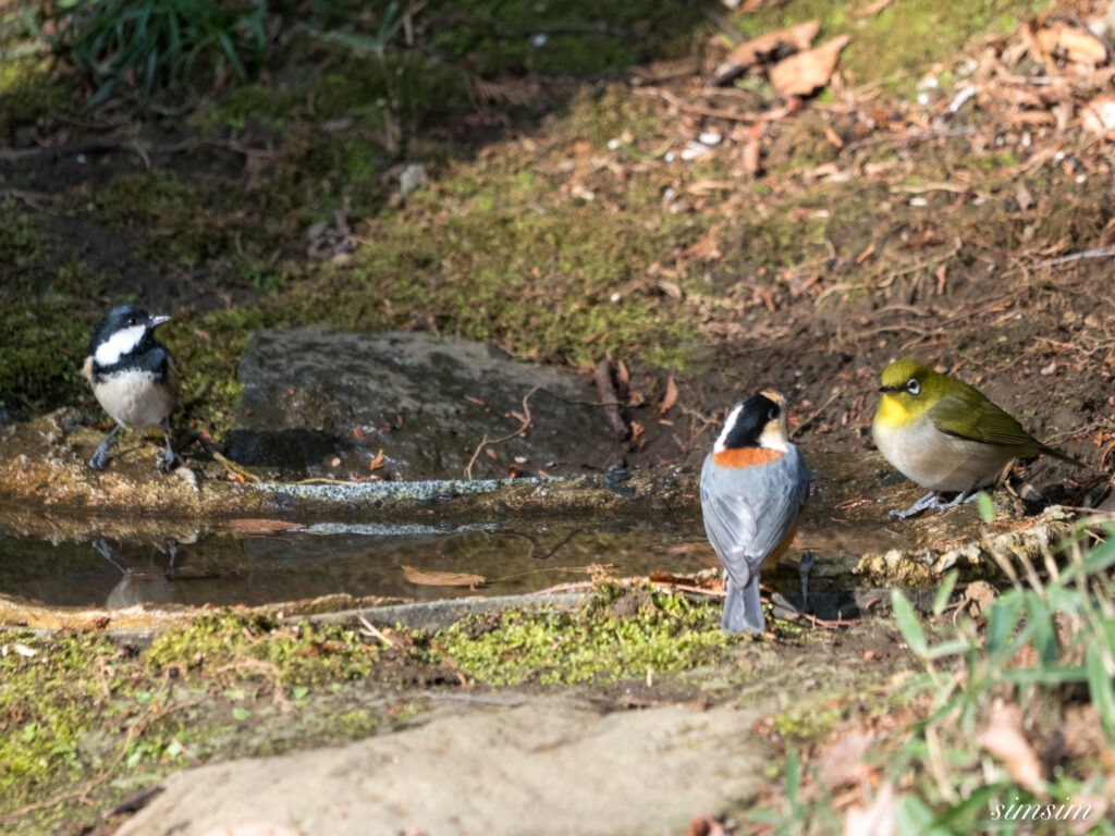 都内の公園の水場 メジロ
