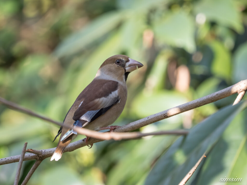 都内の公園の水場 シメ