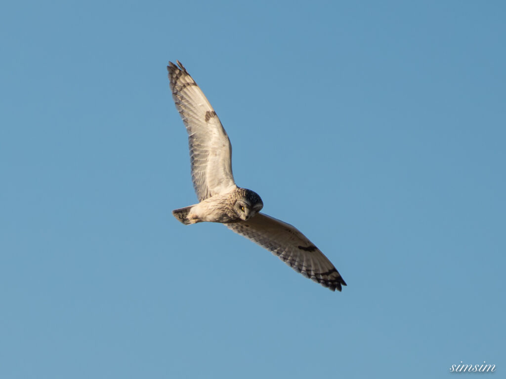 埼玉県農耕地コミミズク