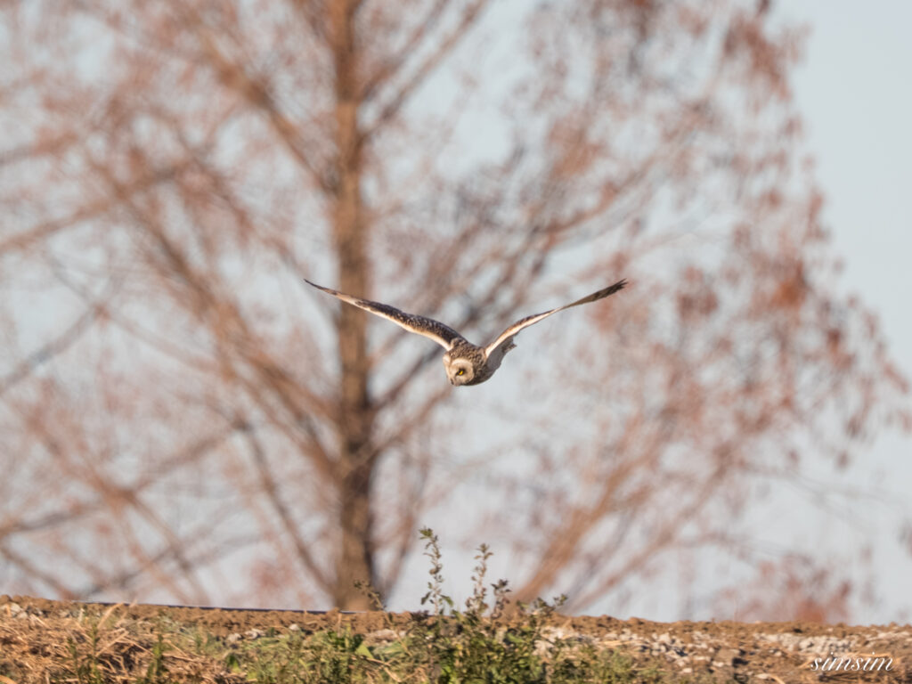 埼玉県農耕地コミミズク