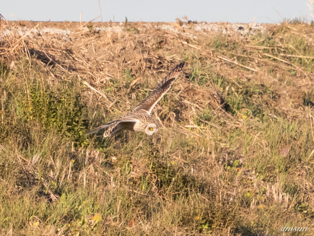 埼玉県農耕地コミミズク