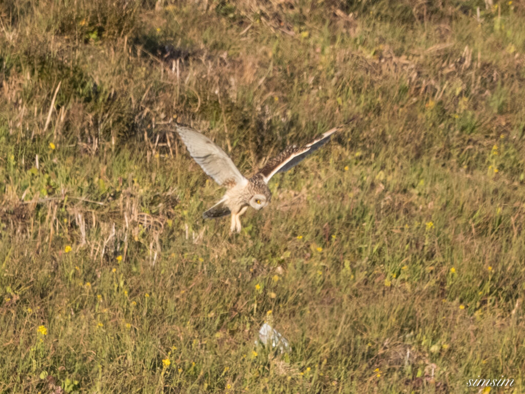 埼玉県農耕地コミミズク