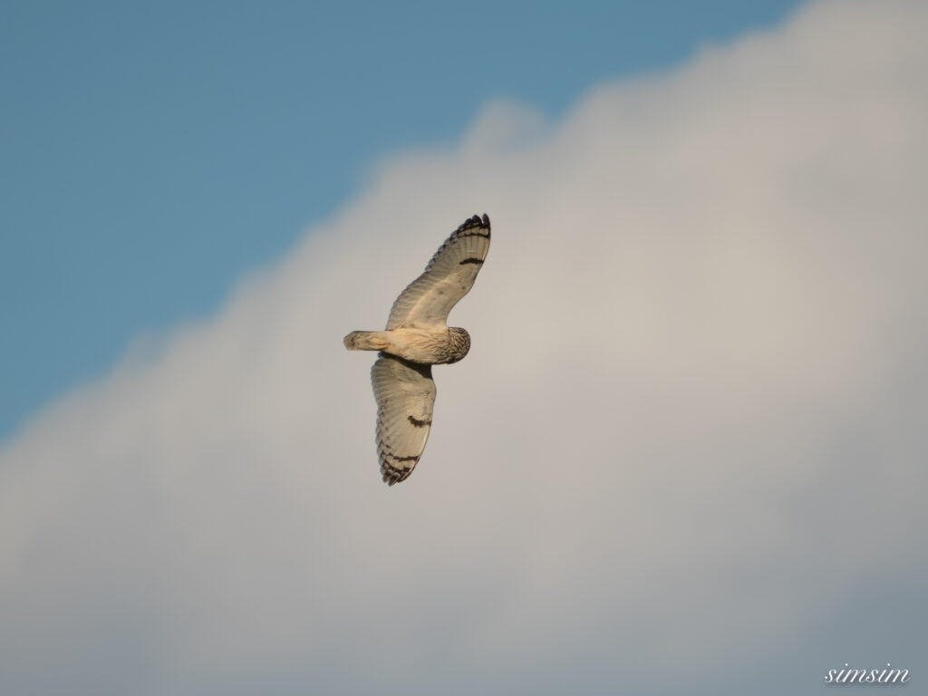 埼玉県農耕地コミミズク