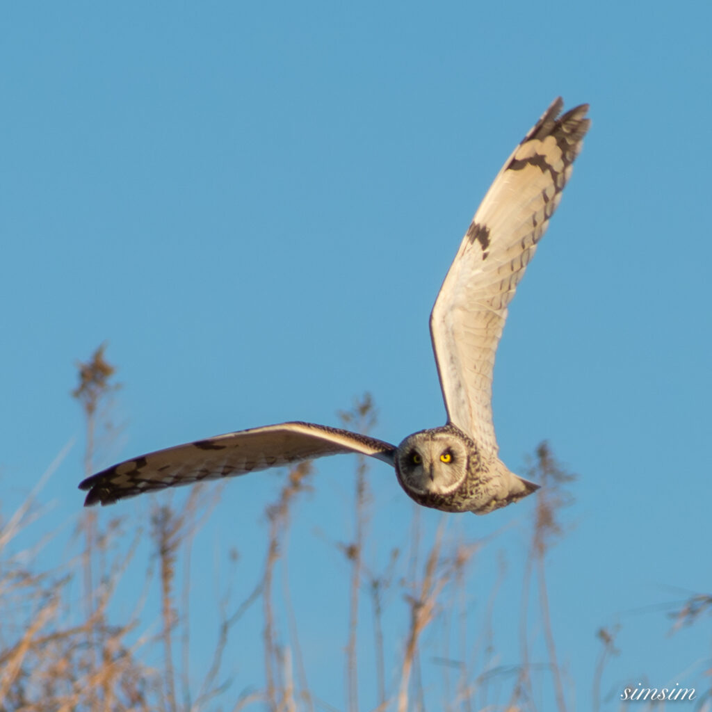 埼玉県農耕地コミミズク