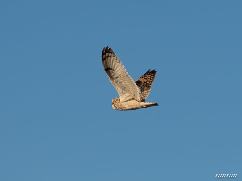 埼玉県農耕地コミミズク