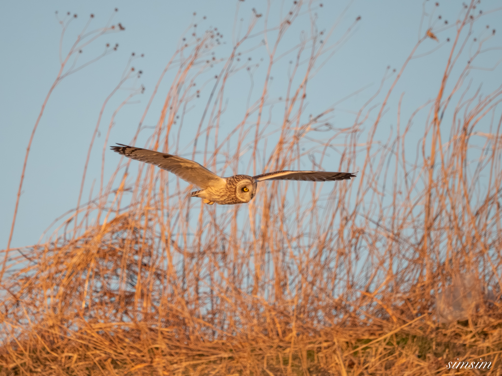 埼玉県農耕地コミミズク
