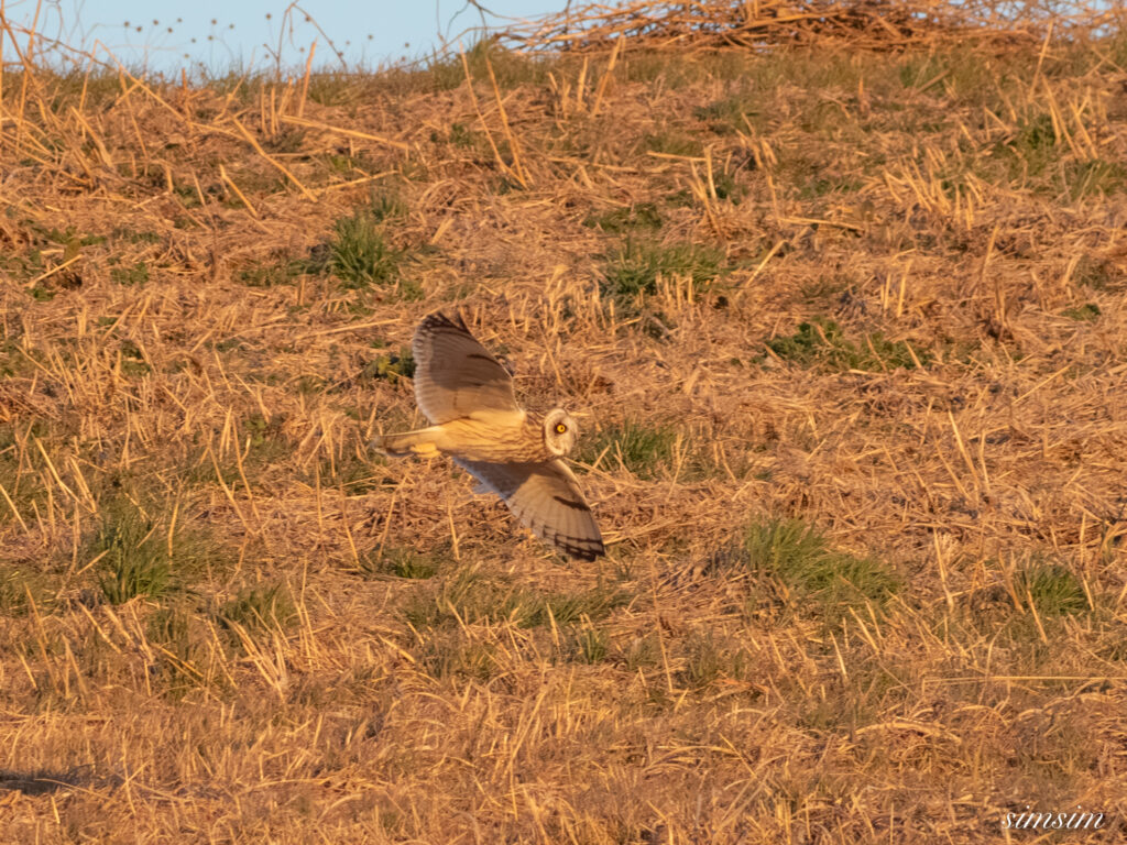 埼玉県農耕地コミミズク