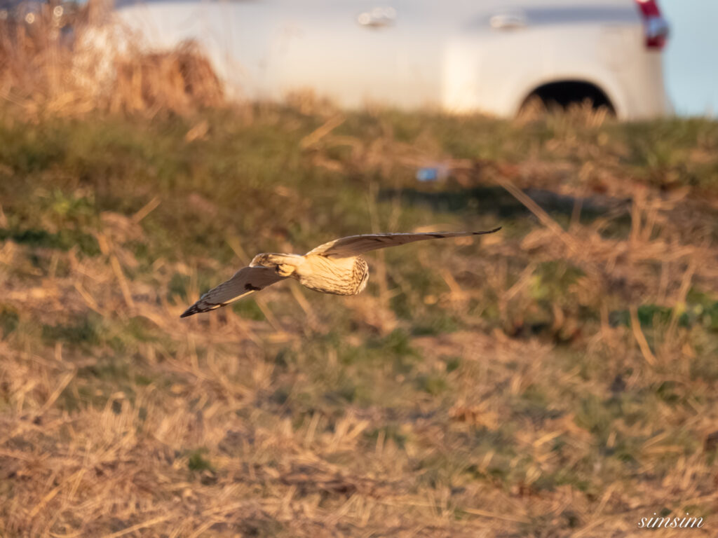 埼玉県農耕地コミミズク