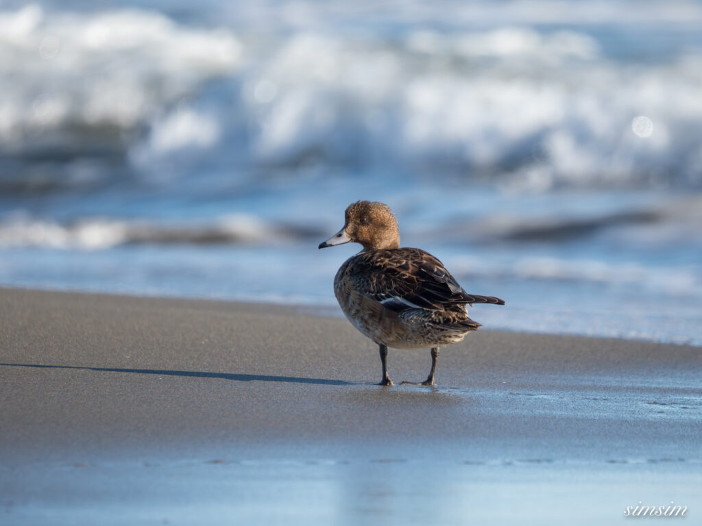 大洗海岸 ヒドリガモ