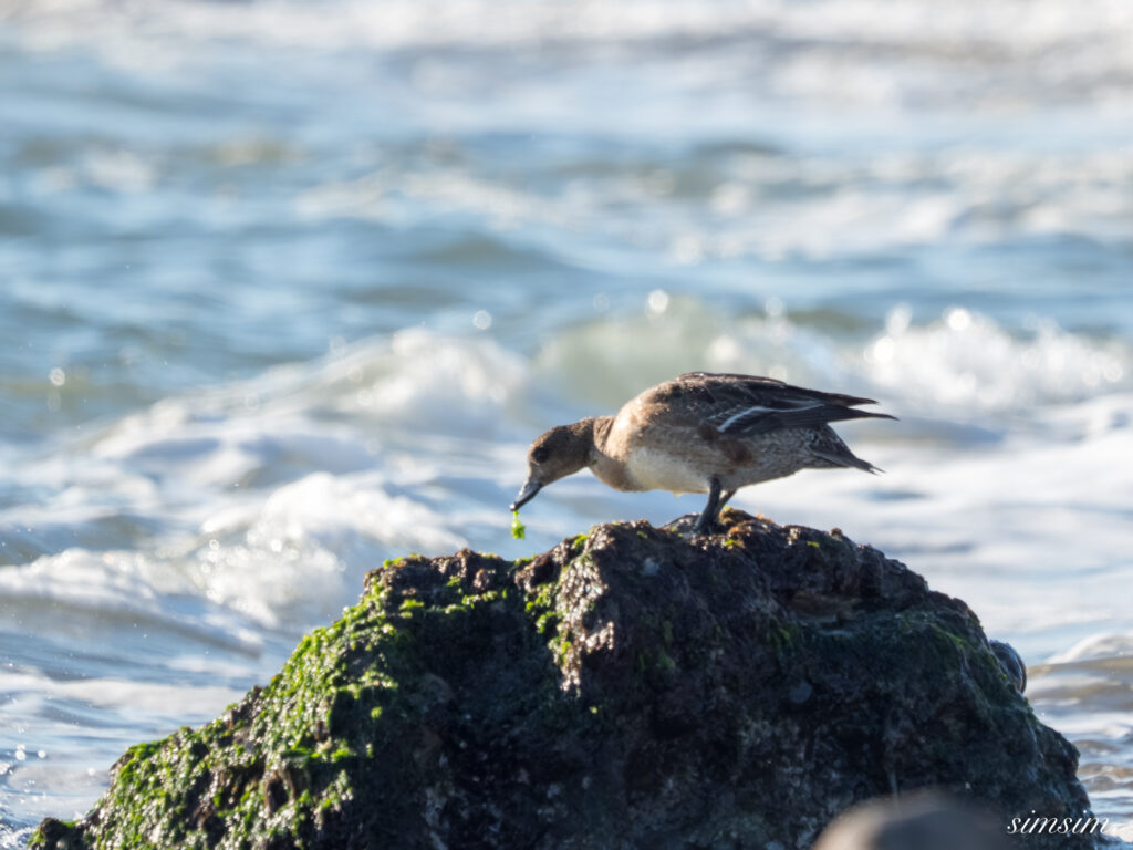大洗海岸 ヒドリガモ