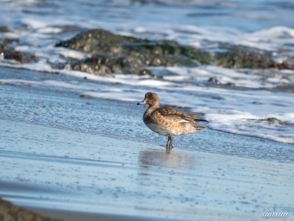 大洗海岸 ヒドリガモ