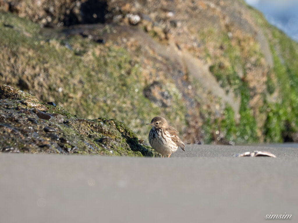大洗海岸 タヒバリ