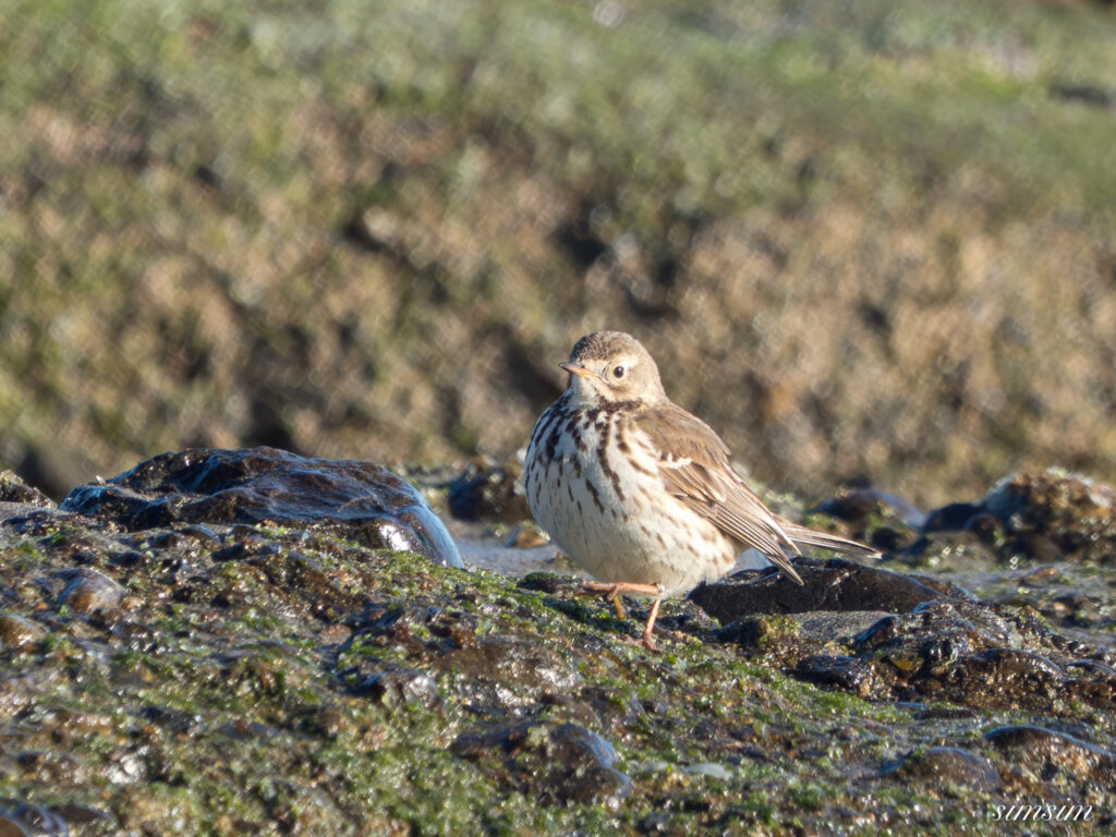 大洗海岸 タヒバリ