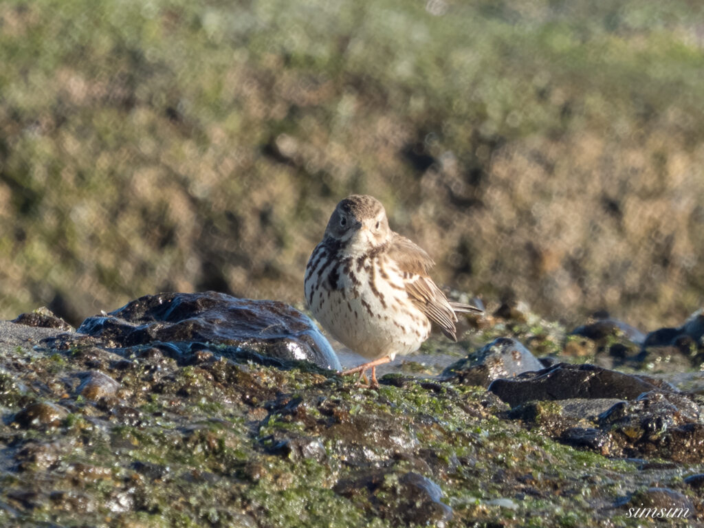 大洗海岸 タヒバリ